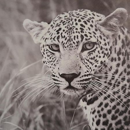 주아니 Animalier 아파트 외부 사진